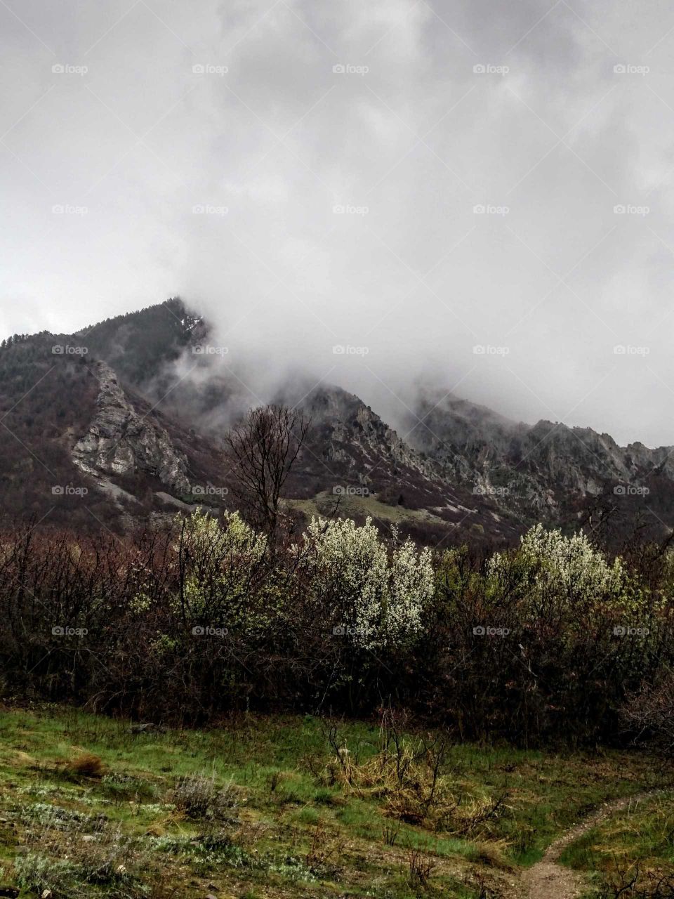 flowering trees and misty mountains