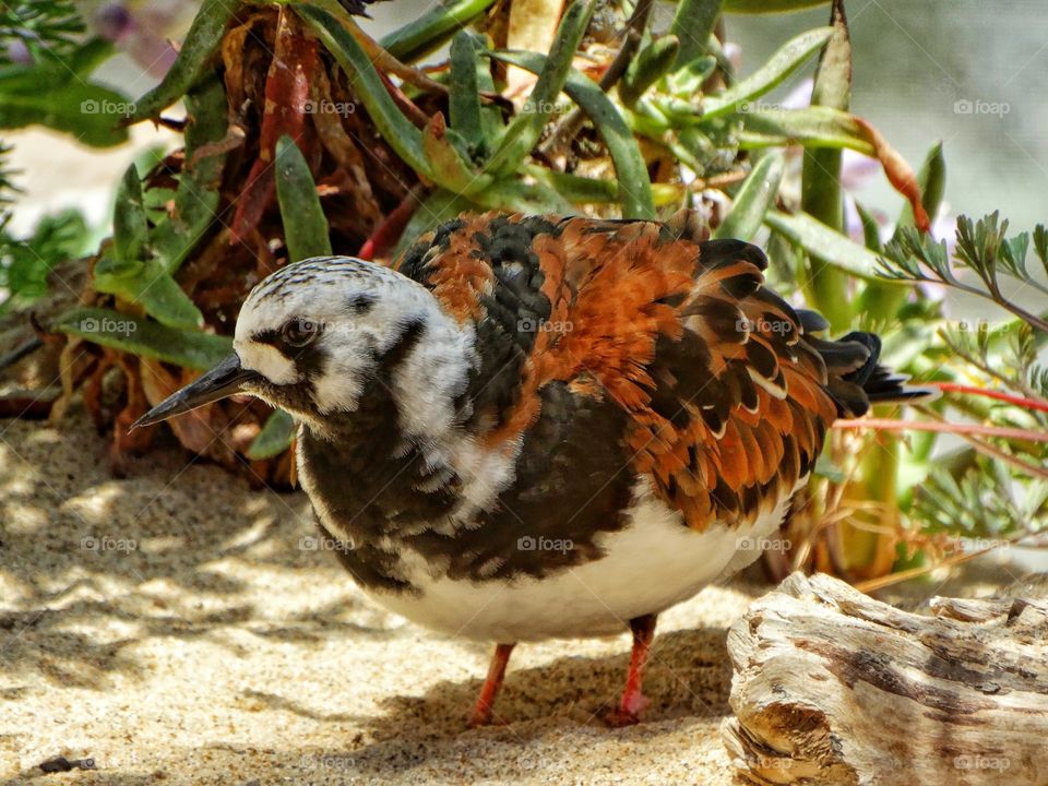 Killdeer Nesting In Beach Sand