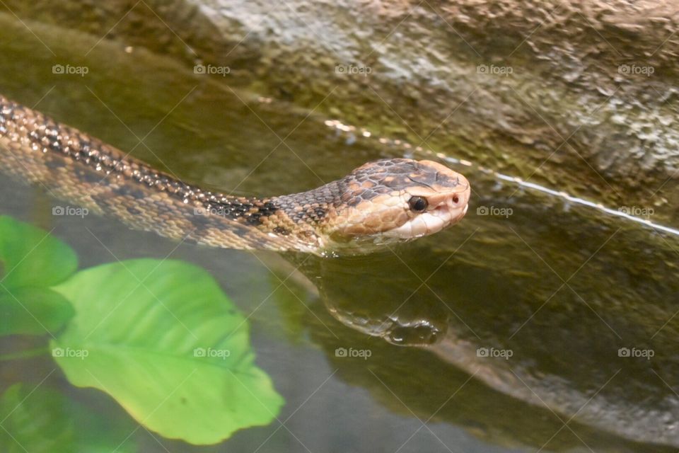 Cottonmouth 