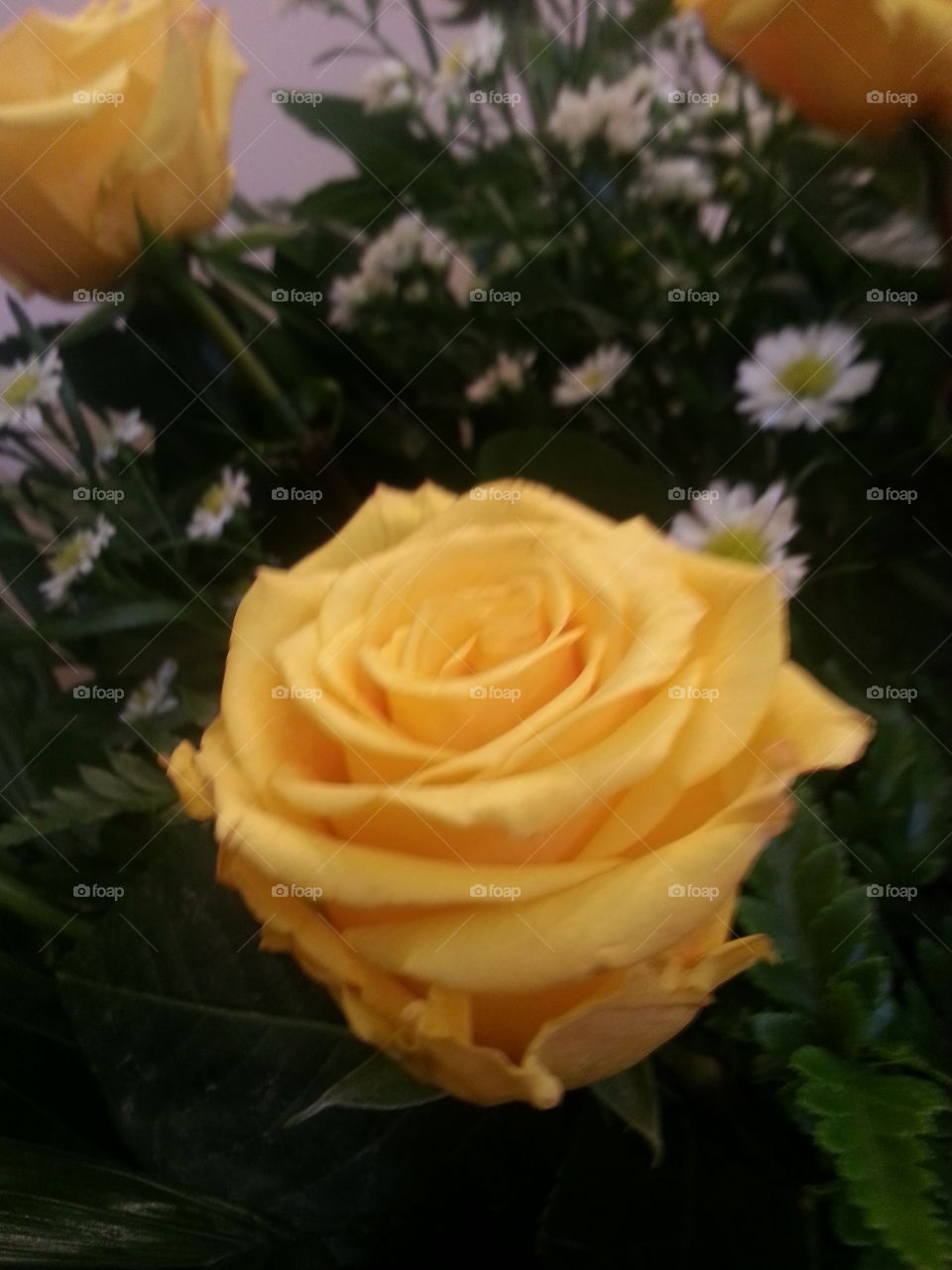 yellow roses