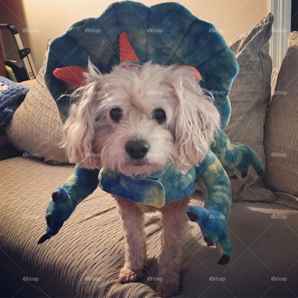 Triceratops . Rawr and Happy Halloween!