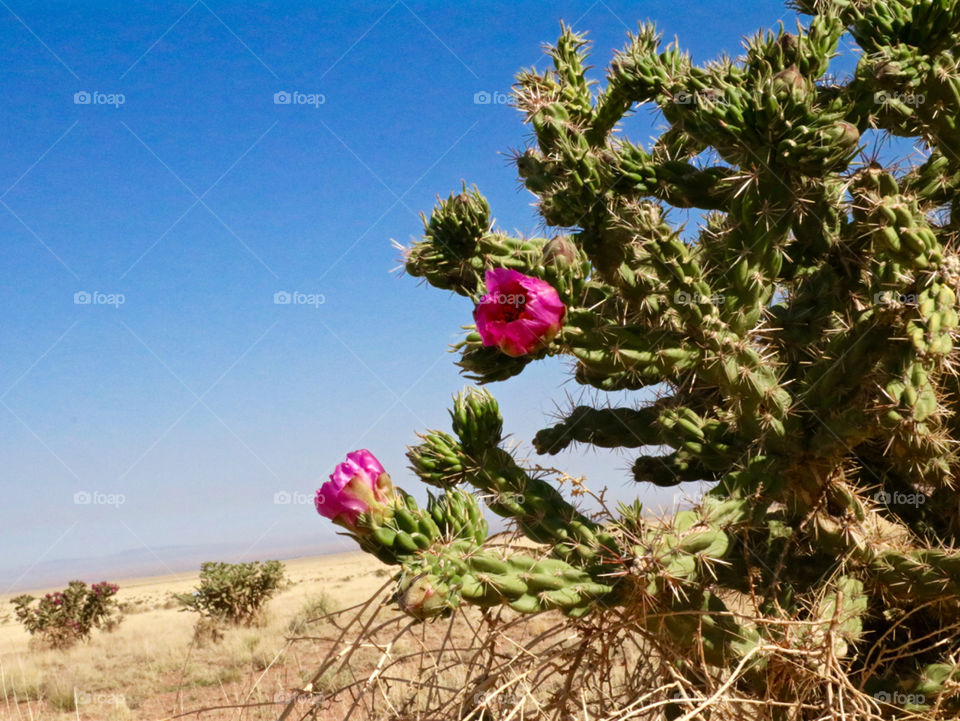Blooms on a Cholla