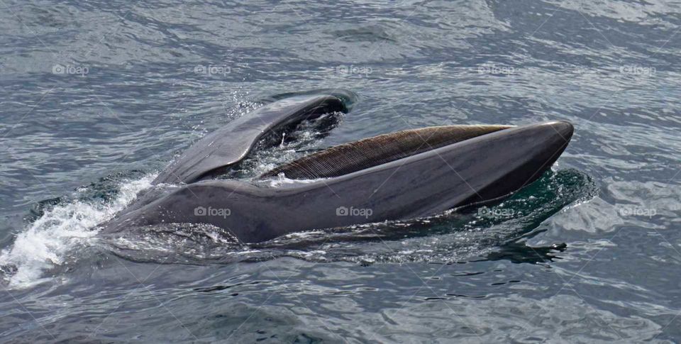 Humpback whale