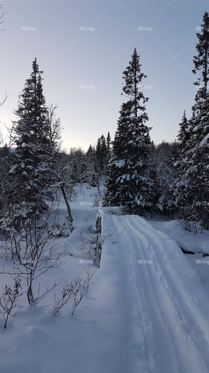 Winter forest