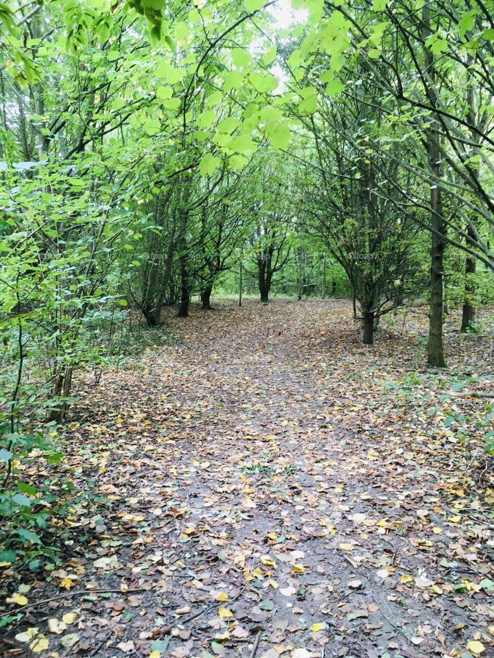 A beautiful walk through the English Countryside. An array of multi coloured leaves carpeting the footpath, Autumn is definitely here.