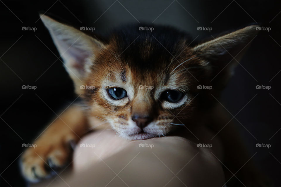 Little Abyssinian kitten in the palm of hand