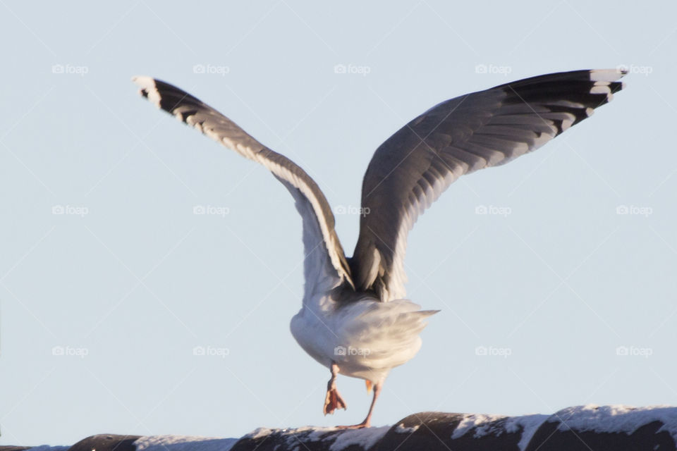 Seagull about to fly away - spreading wings  - fiskmås på hustak