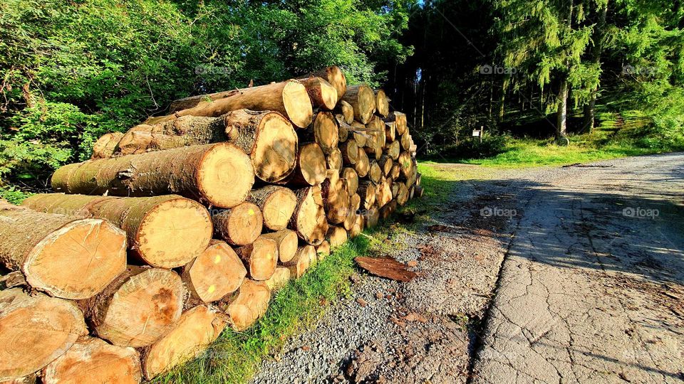 stacked wood in sauerland