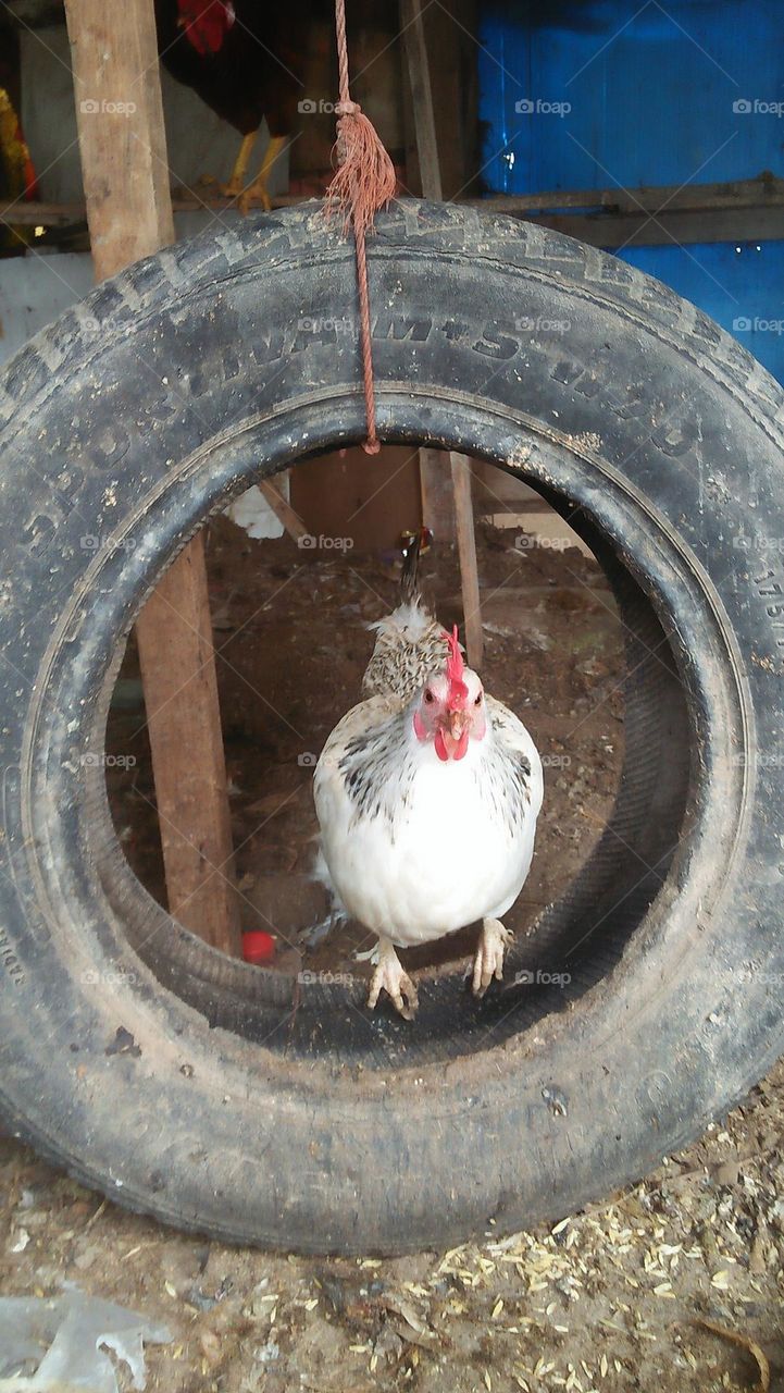 white chicken looking at my camera from black wheel.