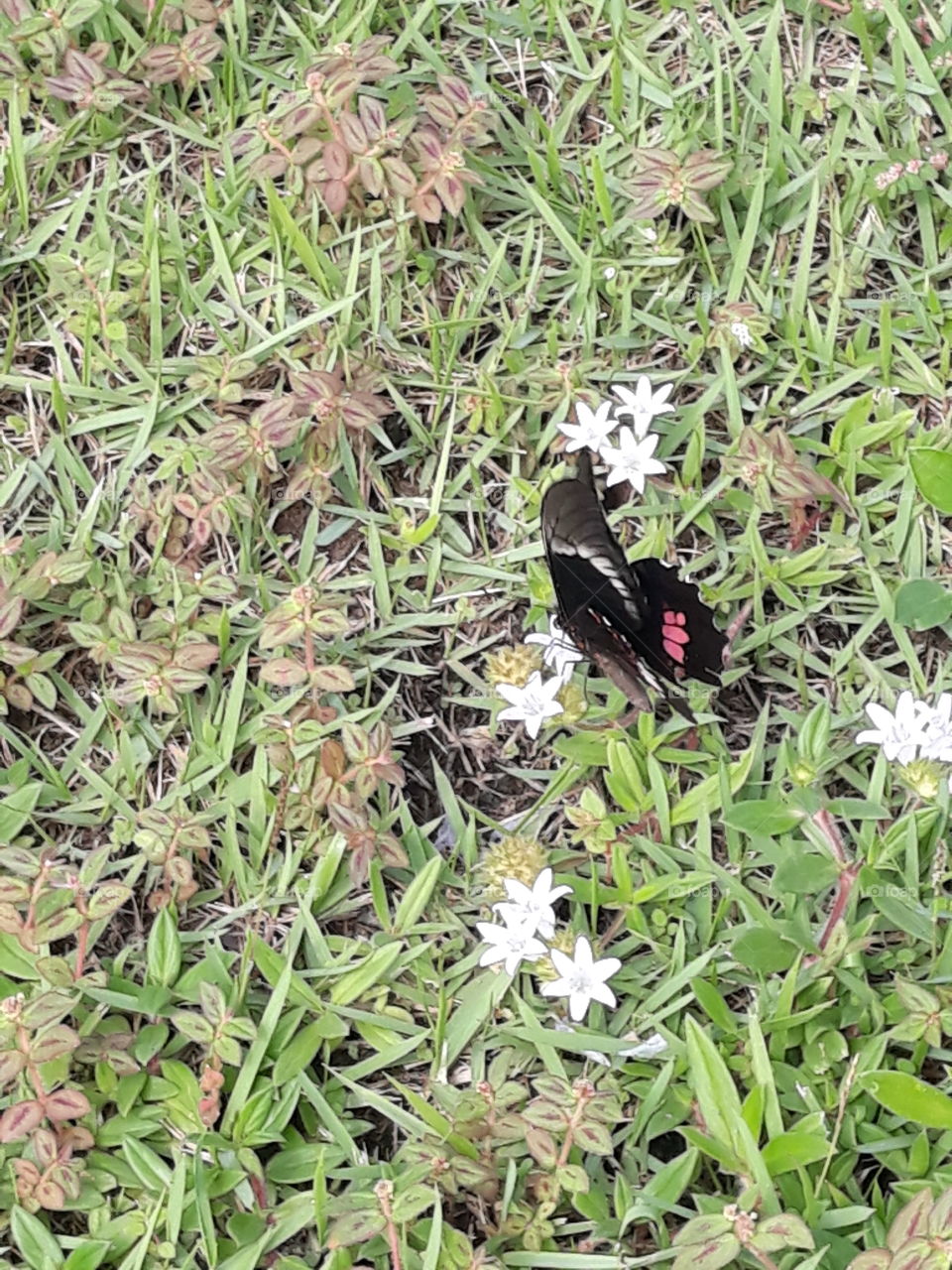 oportunist butterfly