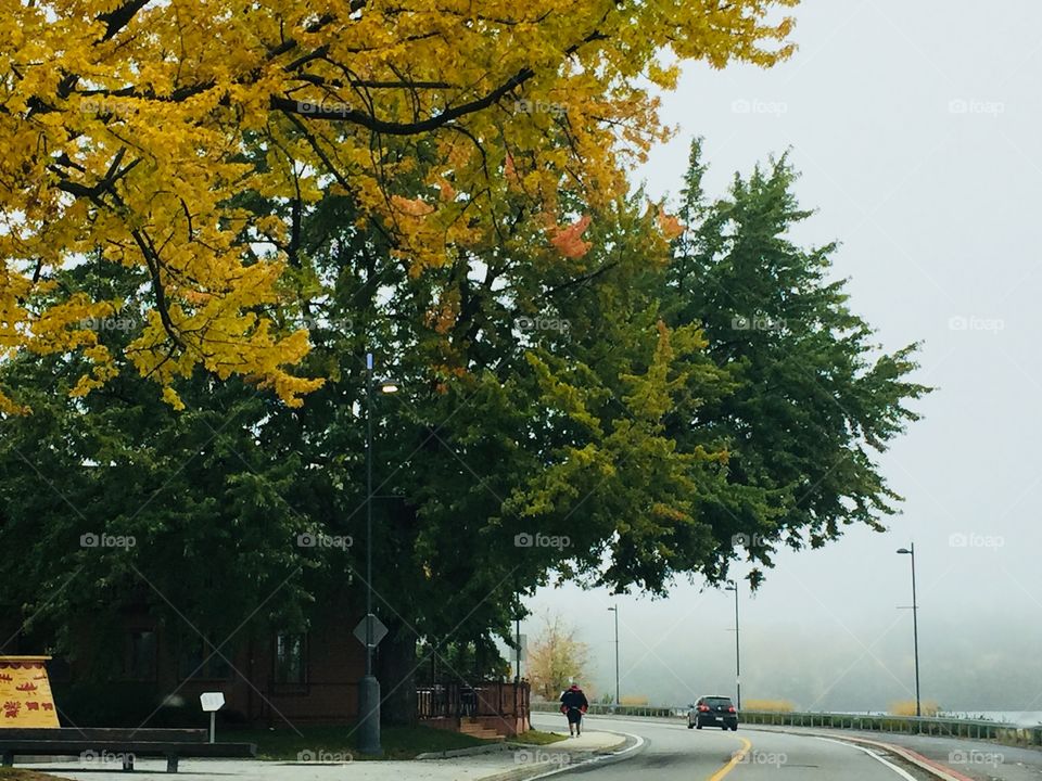 Foggy fall day 