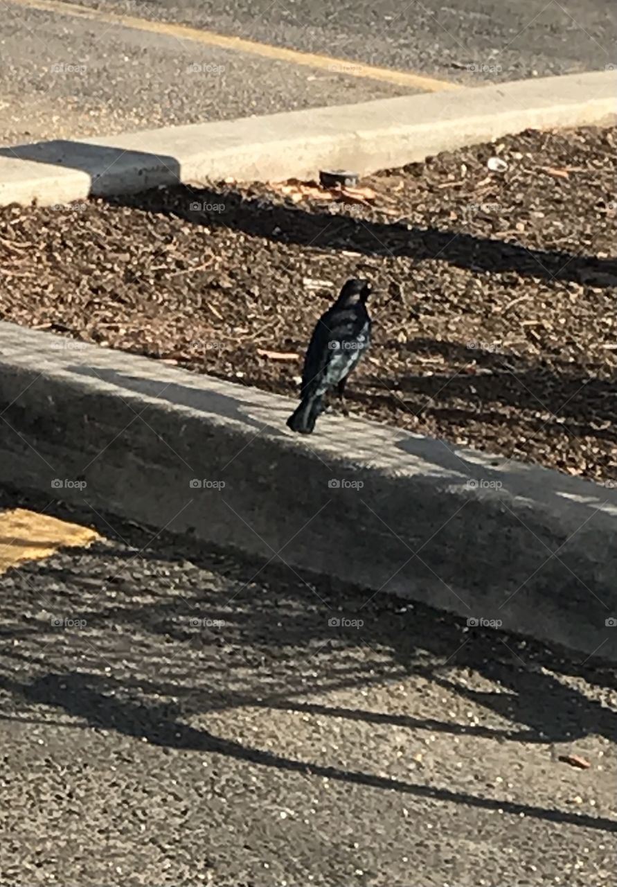 A little black bird looking for something to eat.