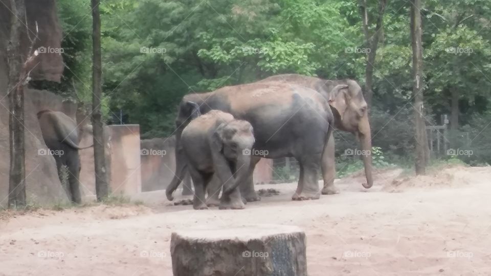 Elephants and poo. :)