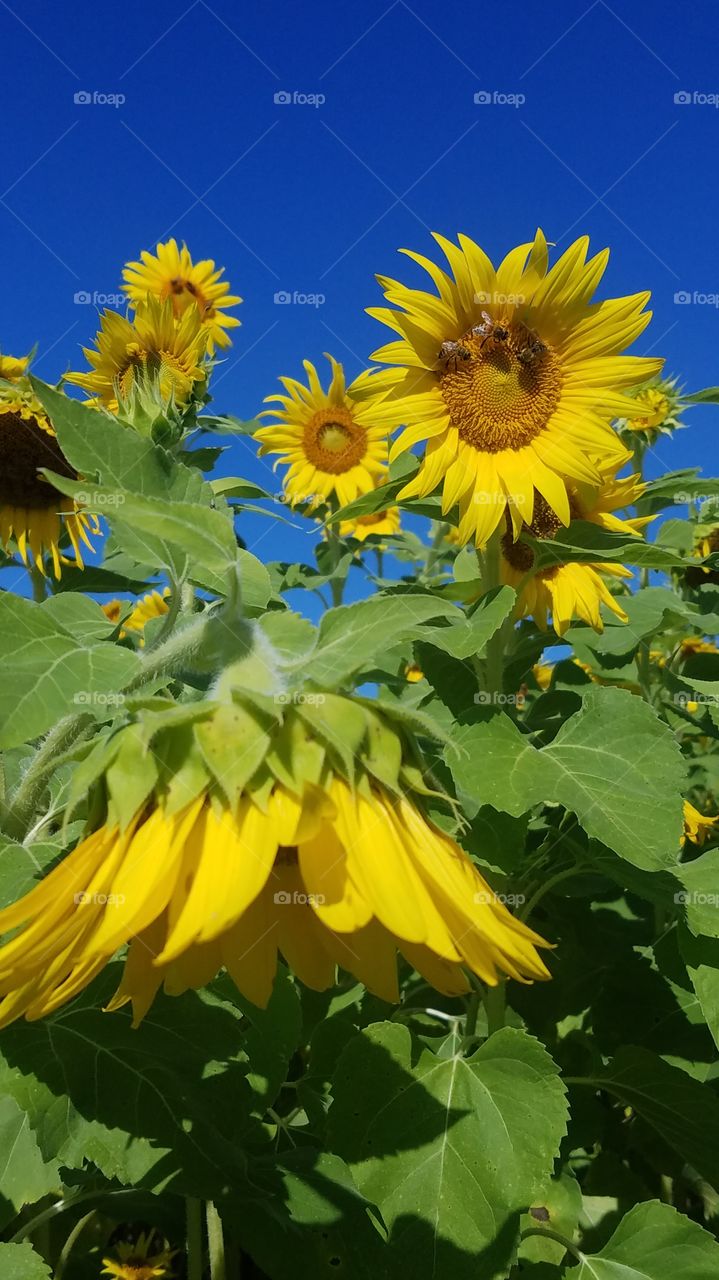 Bright yellow sunflowers in a field