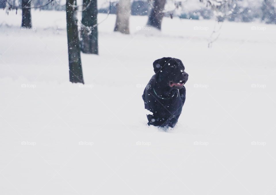 Dog is playing with a snow 