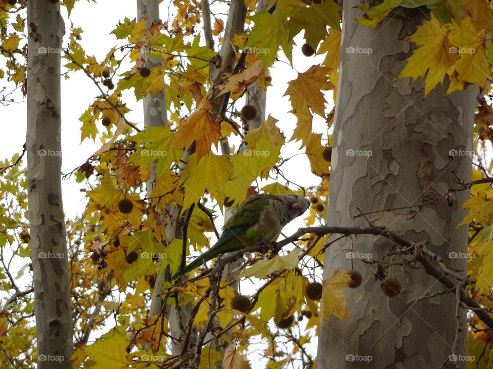 funny parrot in the tree