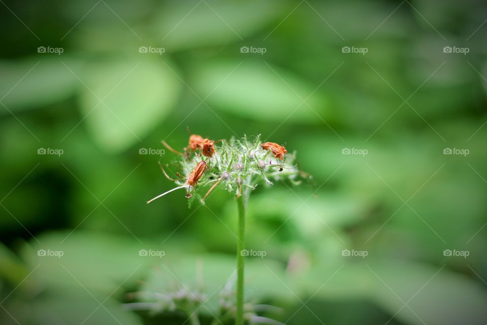 Insects on a flower in the woods 