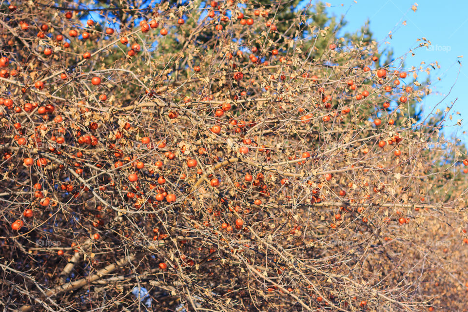 apple tree