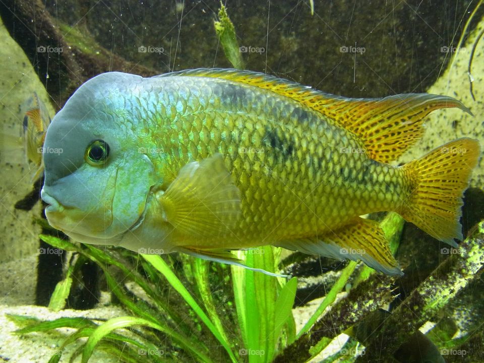 The green humphead parrotfish ( Bolbometopon muricatum) is the largest ... to the bioerosion of reefs. The fish sleeps in caves and shipwrecks at night, usually in large groups.