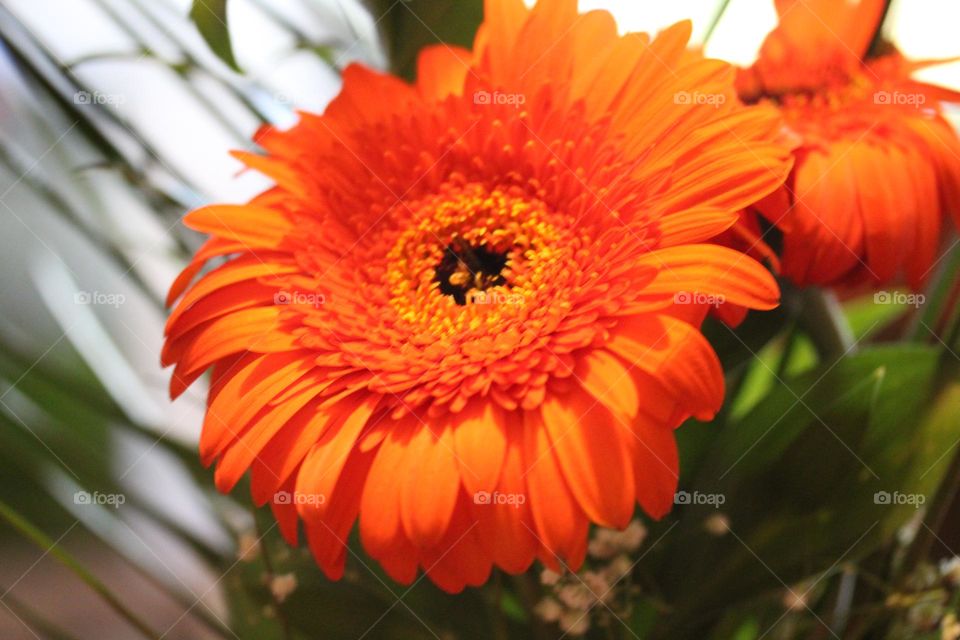 Orange flower