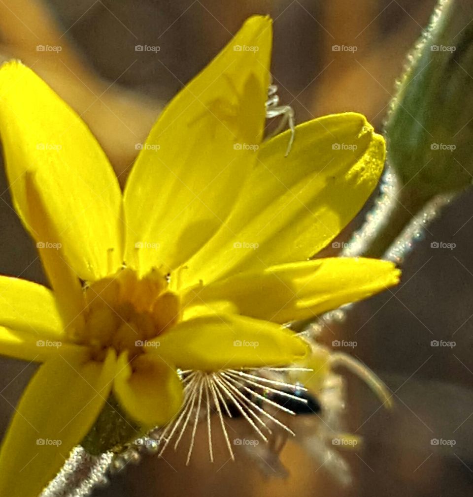 Flower, Nature, No Person, Flora, Leaf