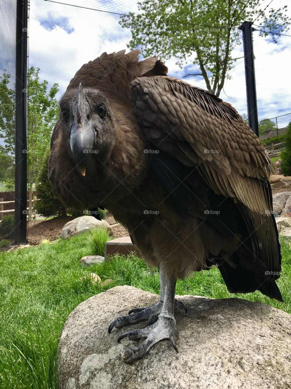 Andean Condor - Turtle Back Zoo NJ 