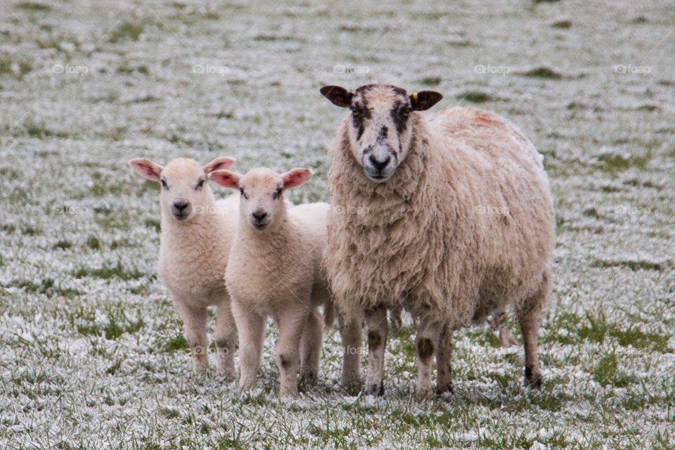 Close-up of sheep with lamps on grassy field