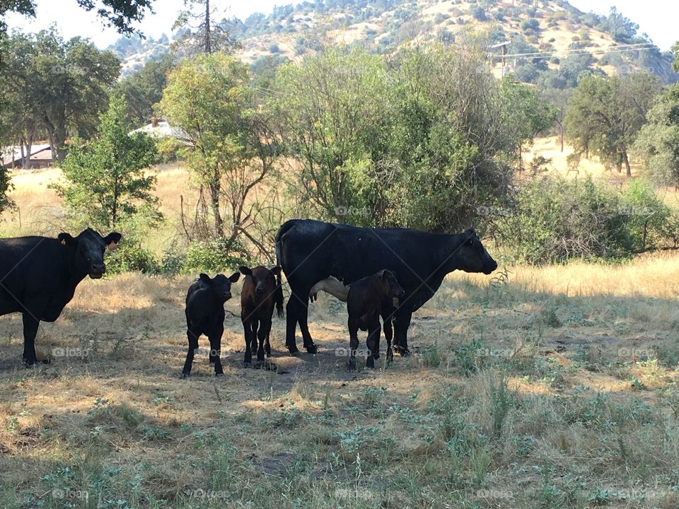 Baby calves and there moms so cute 