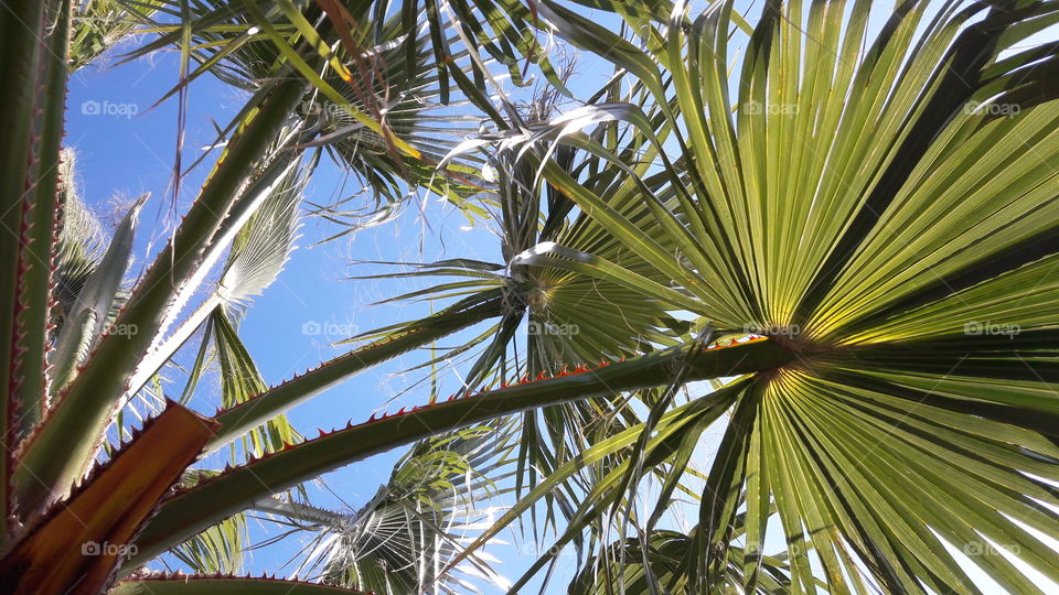 palm tree shade