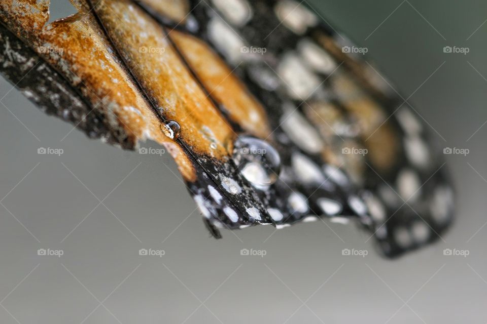 Monarch butterfly wing torn and droplets