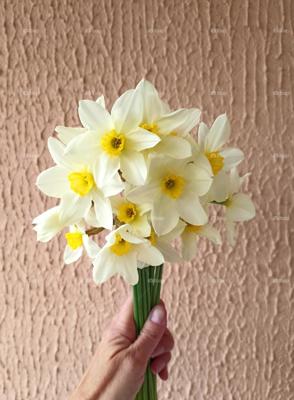 spring daffodils flowers in the hand