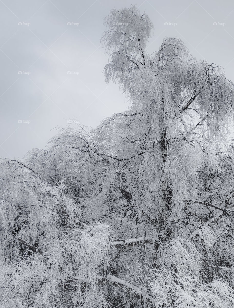 Wild white tree