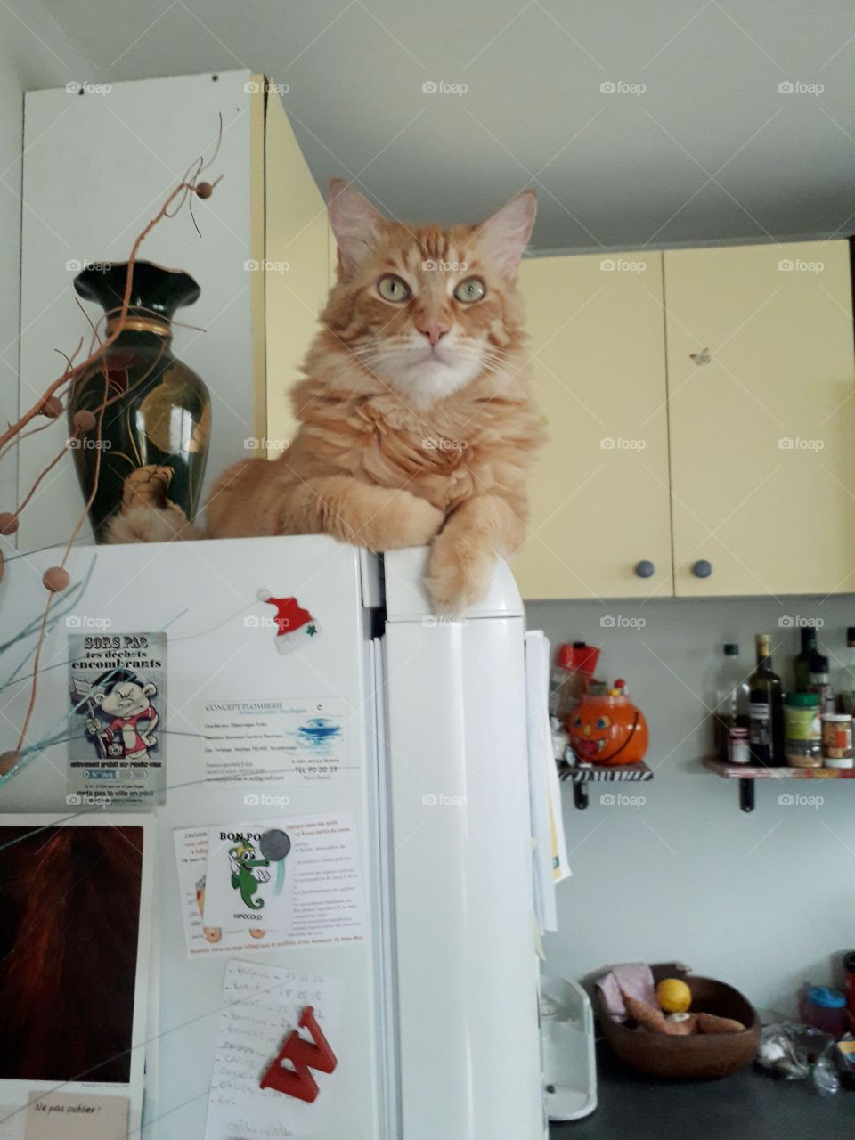 cat on a fridge