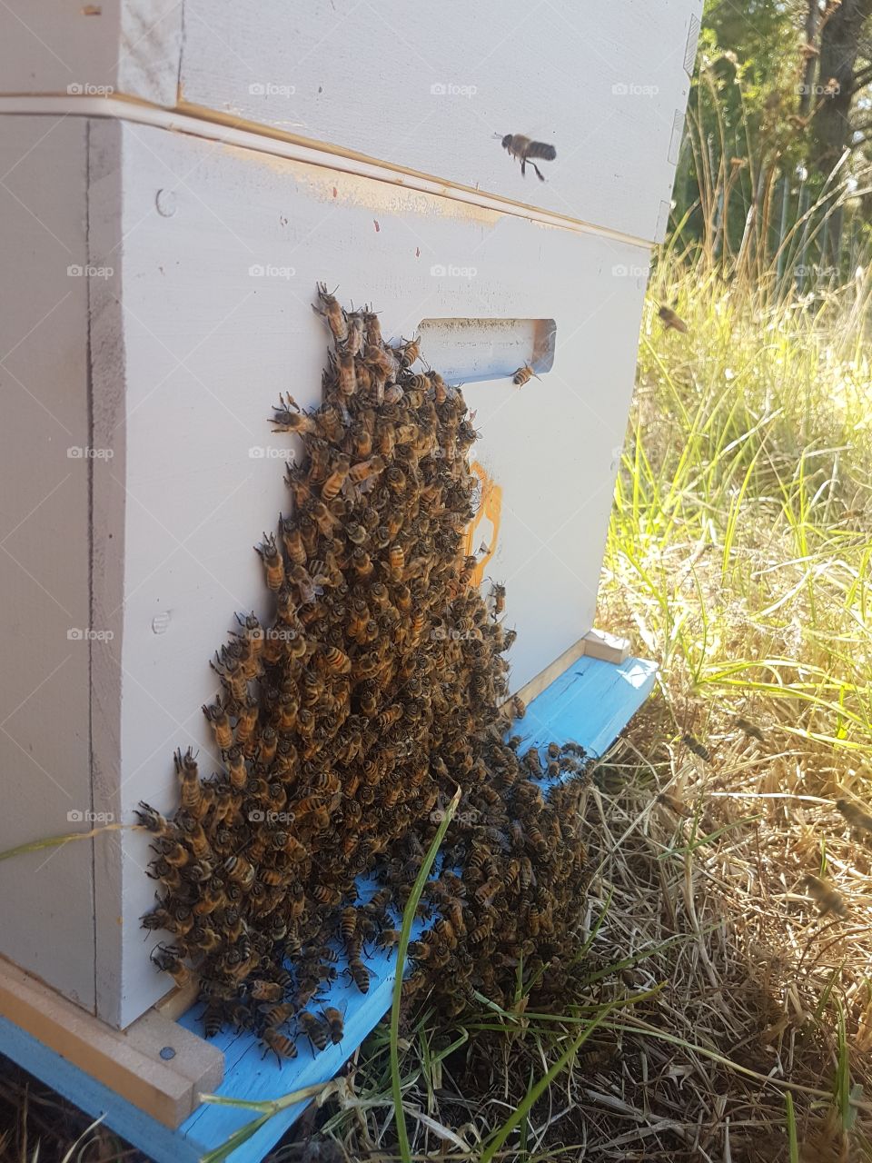 Bee Hive with clumping bees