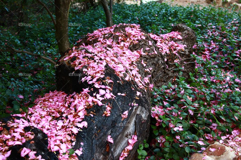 pink petals on tree trunk