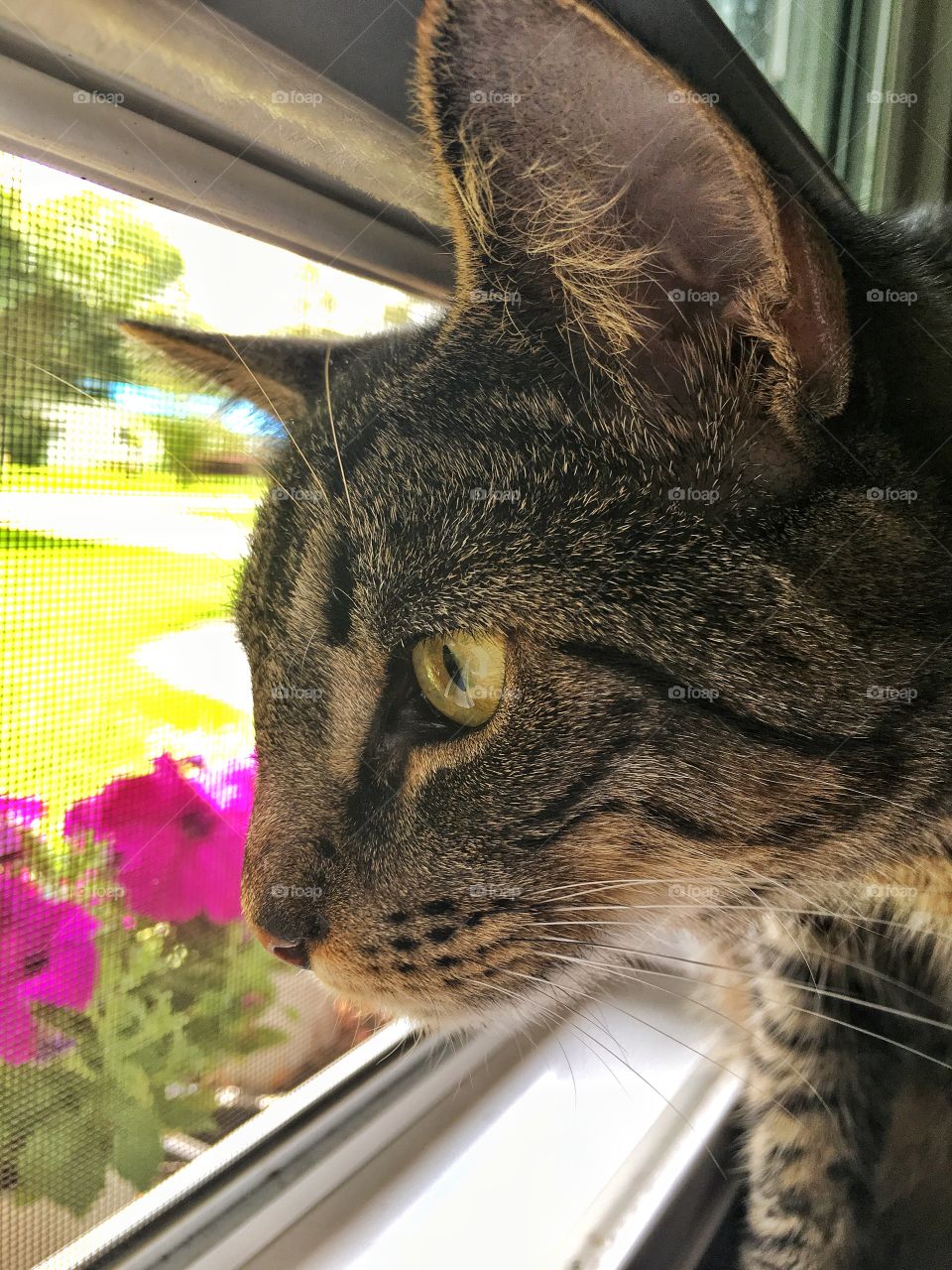 Cat in the window