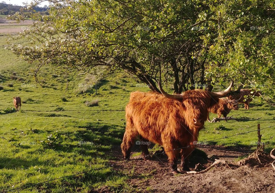 cow rind kuh braun schottisches highland horn