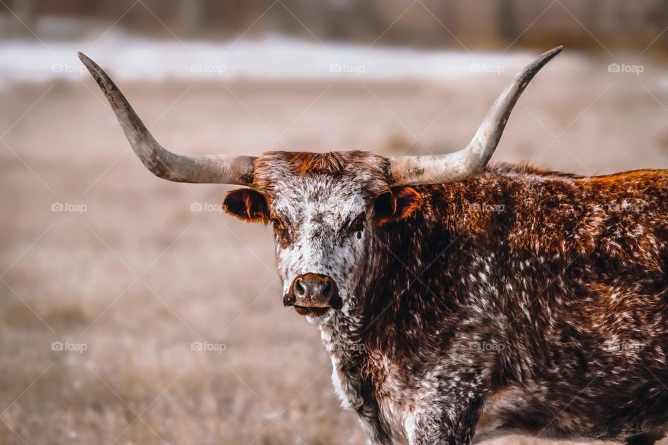 Texas longhorn cattle cow pet animal beautiful pretty horned large bull highland farmland farm life countryside country no people hybrid spotted speckled cute 