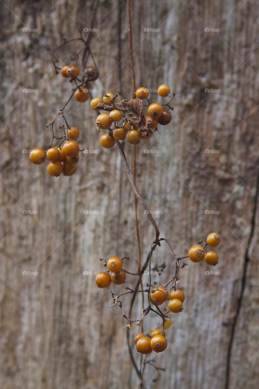 Fall Berries