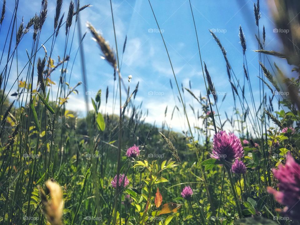 Wildflowers, weeds and grass 