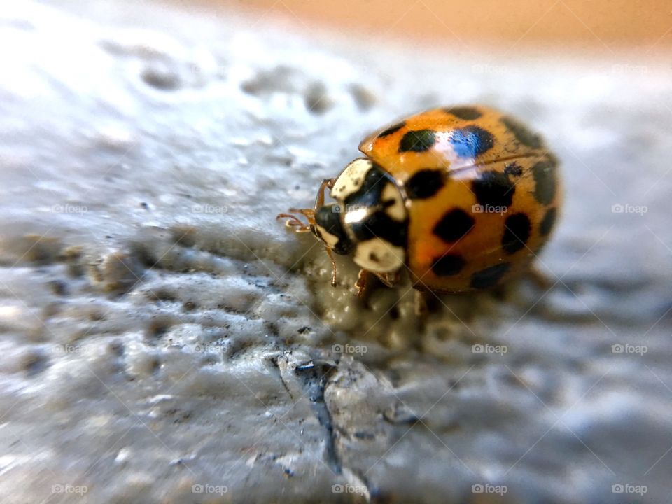 Extreme closeup of a ladybug.