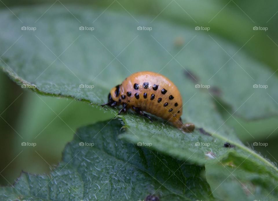 Insect, Invertebrate, No Person, Nature, Butterfly