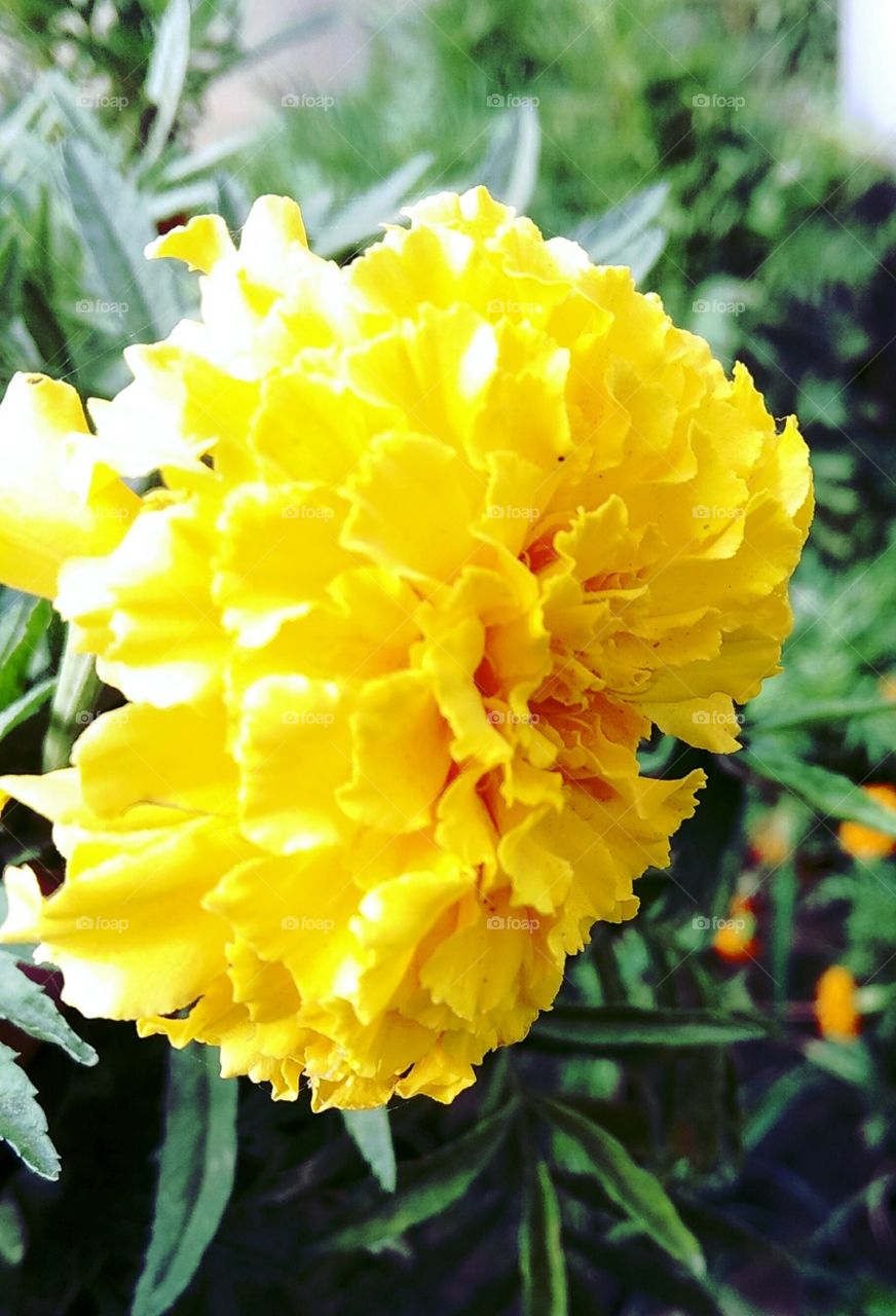 Marigold flower