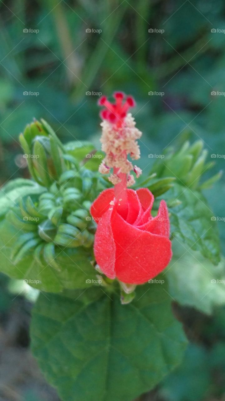 blooming hibiscus