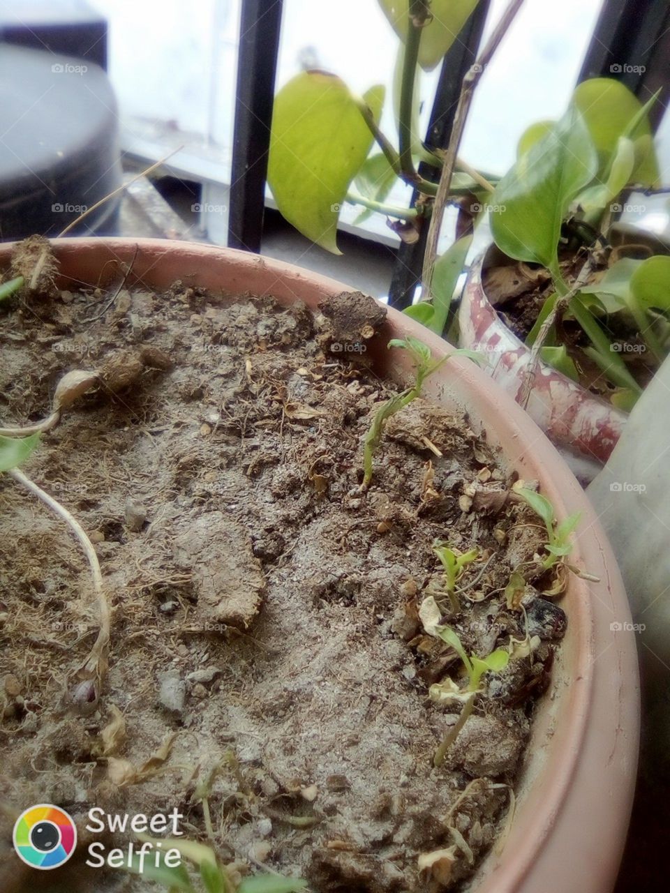 little seed group on the pot