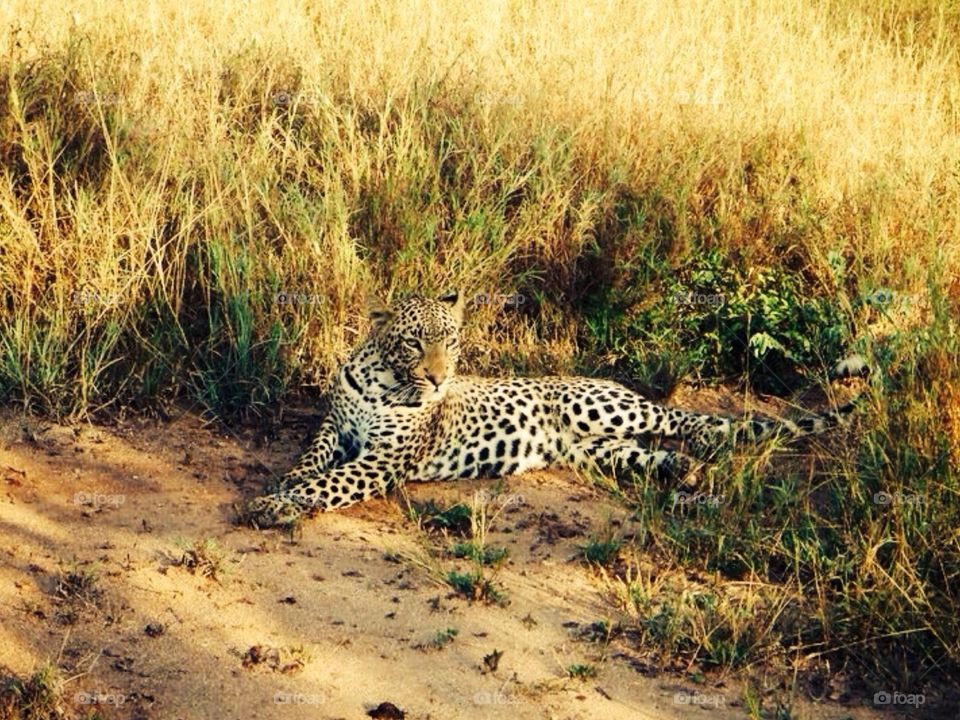 Leopard . Safari at Kruger in South Africa 