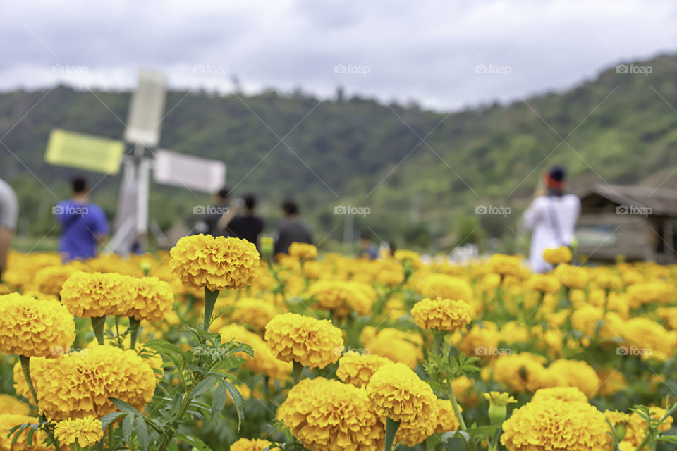 Yellow Marigold flowers or Tagetes erecta and Blurry tourists  in garden at Phu Rua, Loei in Thailand.