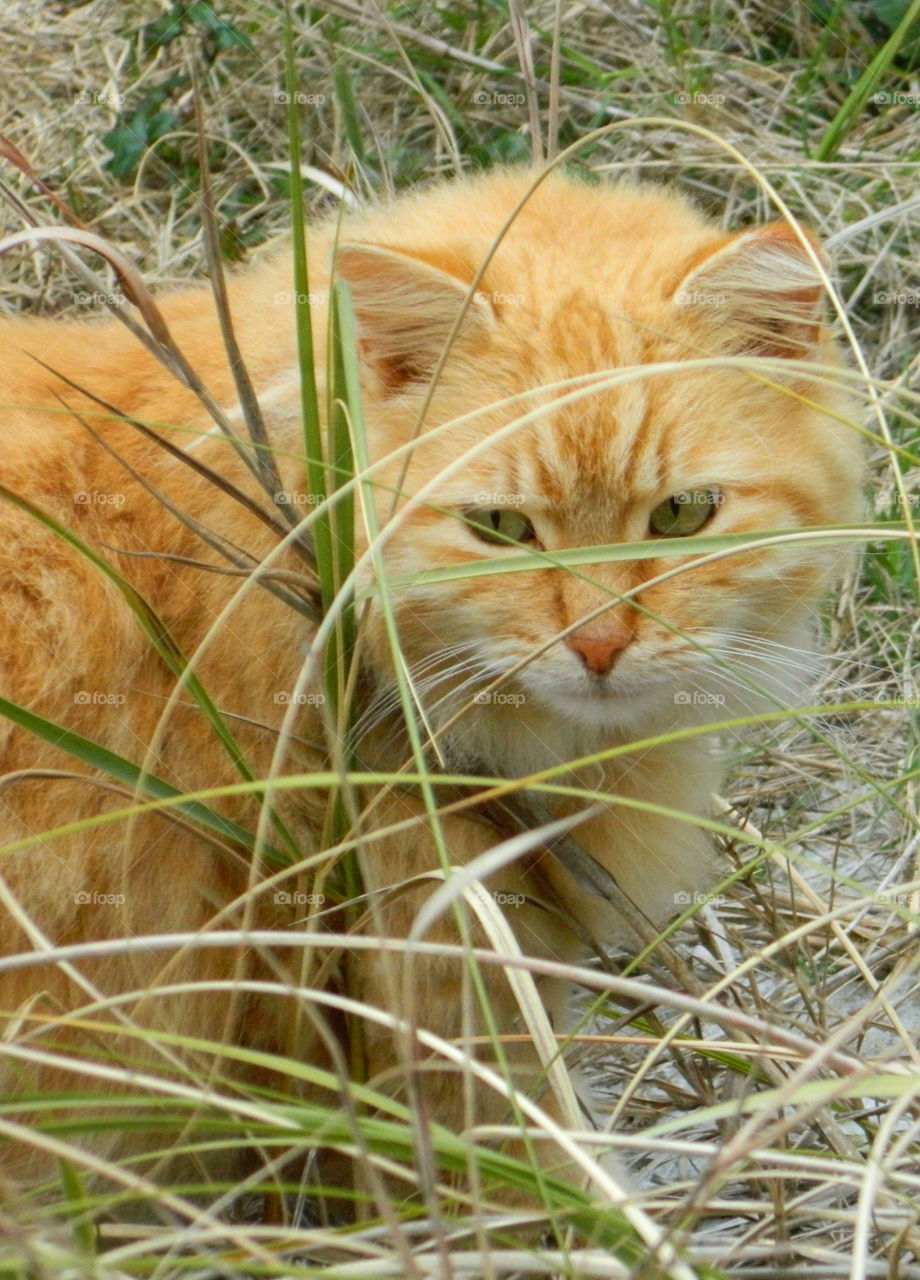 Close-up of cat in grass