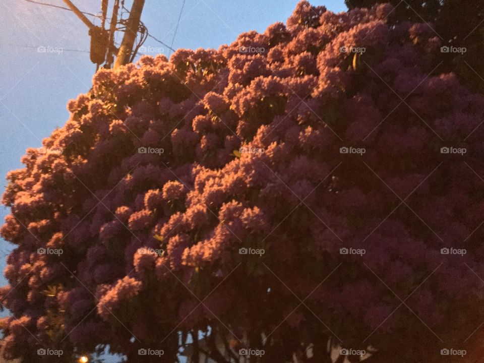 A beautiful rhododendron in the evening 