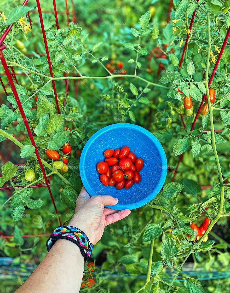 Woman picking tomatoes from garden, woman’s hand holding bowl of tomatoes in garden, growing fresh produce, tomatoes from the garden, completing daily tasks, homegrown tomatoes 